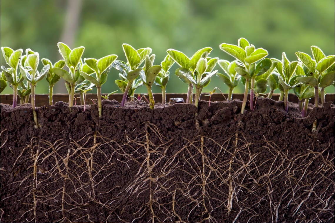 3 ways to maximise your savings as interest rates are poised to fall 